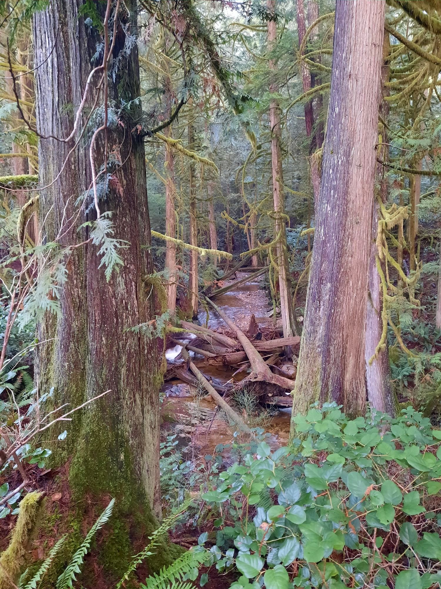 Lower creek from later hike