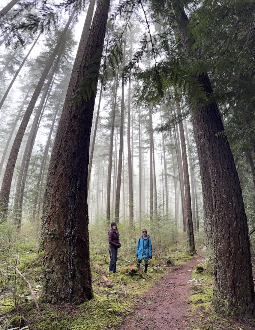 Among the tall trees